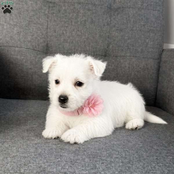 Zoey, West Highland Terrier Puppy